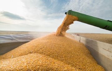 У Євросоюзі анонсували ретельніші перевірки українського зерна  У Євросоюзі анонсували ретельніші перевірки українського зерна