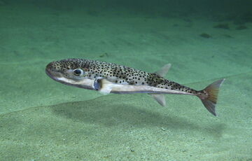 В Черном море фиксируют смертельно ядовитую рыбу