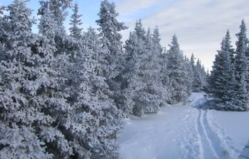 Сніговий прогноз: де сьогодні очікується сніг