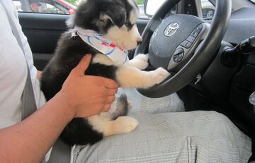 В Украине могут ввести новые штрафы для водителей: о чем речь