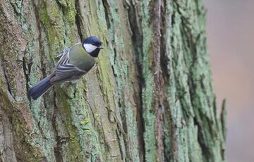 Цього тижня в Україні буде нетипова для грудня погода, - Гідрометцентр
