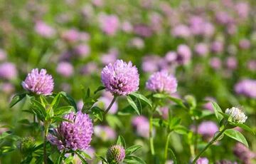 Прогноз спеки: де температура підніметься найвище