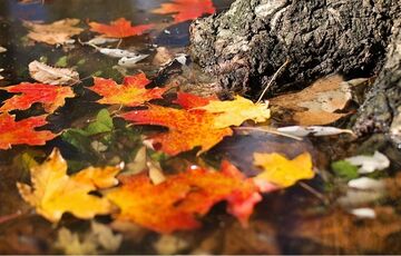 Синоптики сообщили, какая погода ожидается в октябре