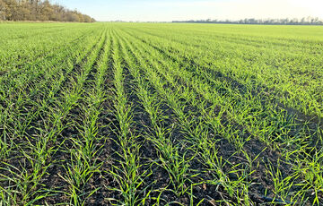 Четыре области Украины завершили посев озимых культур