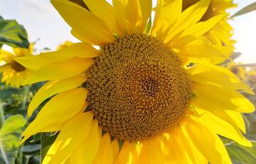 Прогноз погоди в Україні: синоптики попередили про грози