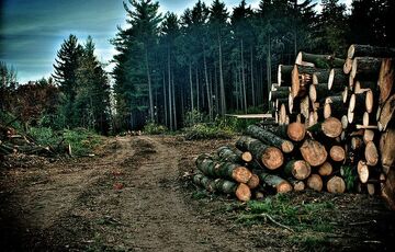 В прошлом году в Украине незаконно вырубили леса на более 400 млн грн - Гослесагентство В прошлом году в Украине незаконно вырубили леса на более 400 млн грн - Гослесагентство