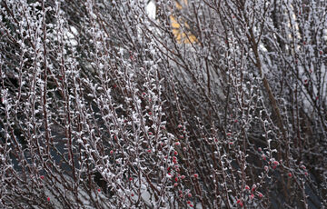 В Україну прийшли перші заморозки: якою буде погода найближчими днями