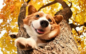 Знову бабине літо: синоптики розповіли, якою буде погода в неділю