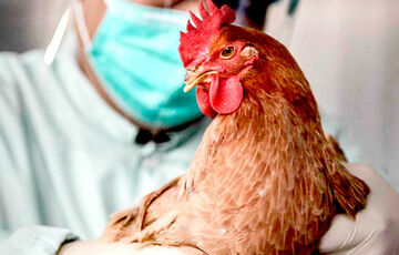 В Киевской области вспышка птичьего гриппа