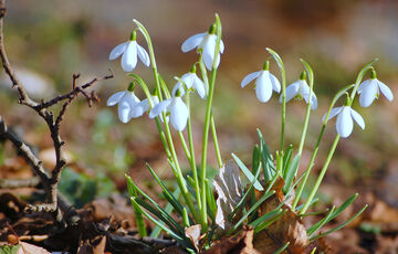 Погода в Україні: кому не варто чекати весняного тепла