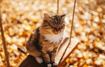 Погода в Україні: де вдарять морози