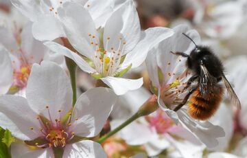 Зима закінчилася: синоптики розповіли, якою буде погода до кінця весни