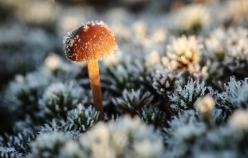 Прогноз погоди: в Україну йдуть дощі зі снігом