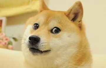 Помер найзнаменитіший пес-мем у світі