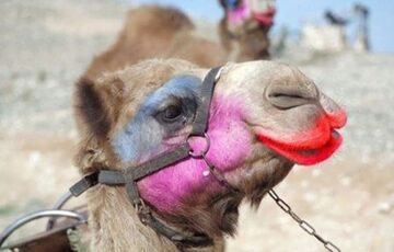 В Саудовской Аравии с конкурса красоты сняли 40 накачанных ботоксом верблюдов