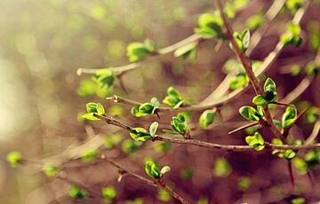 Погода в Україні: синоптики обіцяють грози