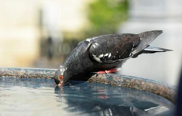 Спека до +34: прогноз погоди в Україні