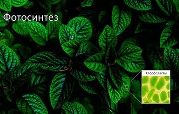 Как работает фотосинтез - основной процесс на Земле обеспечивающий жизнь Как работает фотосинтез - основной процесс на Земле обеспечивающий жизнь