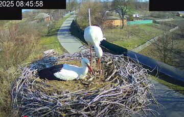 Самая известная пара аистов в Украине: Грицько не вернулся, вероятно, он погиб