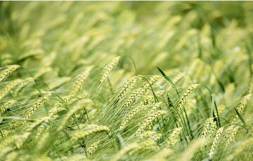 Украинские аграрии завершили сбор пшеницы, гороха и ячменя