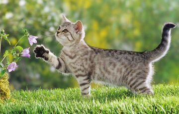 Спека посилюється: прогноз погоди для України