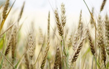 В ООН хотят ослабить санкции против РФ в обмен на деблокаду украинского зерна, - WSJ