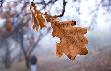 Погода в Україні: коли чекати серйозного похолодання