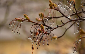 Прогноз погоди: Україну затягне дощовими хмарами