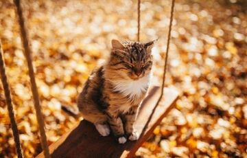 Кінець бабиного літа: в Україні поступово холоднішає