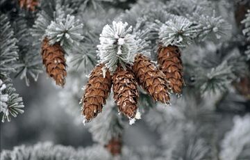 Синоптики спрогнозировали погоду в Украине на декабрь
