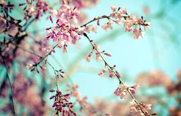 Украину накроет весенним теплом: синоптик назвал области с аномальными температурами