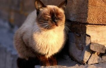 Прогноз синоптиків: в Україні різко потеплішає