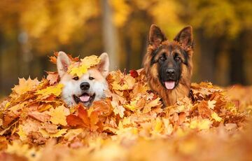 Прогноз погоди: яким буде останній день жовтня
