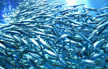 Експерти визначили види риб, які найкорисніші для здоров'я