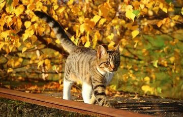 Похолодання і заморозки: прогноз погоди в Україні