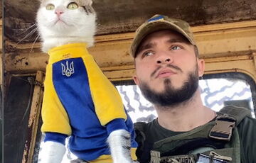 Зник легендарний військовий кіт Шайба (фото)