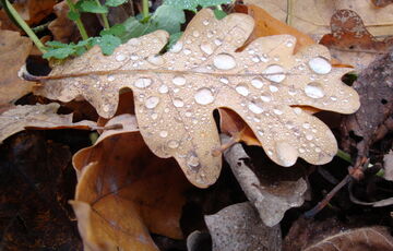 Дожди и плюсовые градусы: прогноз погоды в Украине