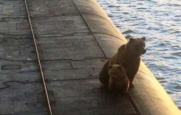 На Камчатке застрелены медведица с детенышем, которые взобрались на крышу подводной лодки (ВИДЕО)