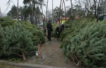 В Одеській області почали продавати перші ялинки до Нового року