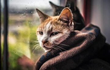 Погода в Україні: де сьогодні похолодає