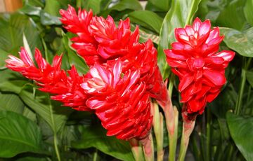 Імбир — корисні властивості і застосування. Кому небажано вживати імбир