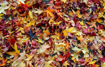 Справжня осінь: в Україні похолодає і пройдуть дощі