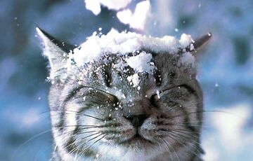 Погода в Україні: де чекати снігу