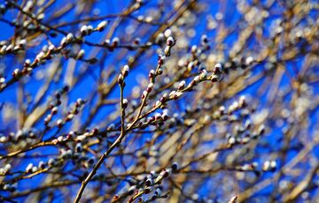 Сонячний прогноз: якою буде погода в перший день весни