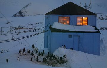 На станцию Вернадского возвращаются на гнездование пингвины