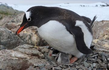 Біля антарктичної станції Вернадського вилупилися перші пташенята пінгвінів - ФОТО