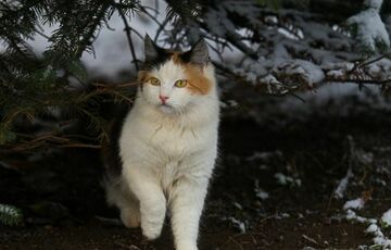 Прогноз погоди: після сильних морозів в Україну прийшла відлига