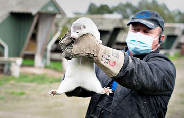 Великобританія заборонила в'їзд з Данії через норок Великобританія заборонила в'їзд з Данії через норок