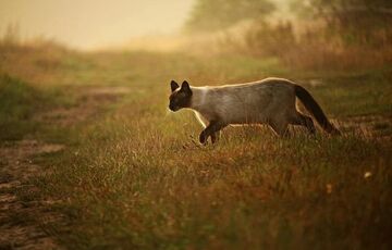 Теплі вихідні: прогноз погоди в Україні.