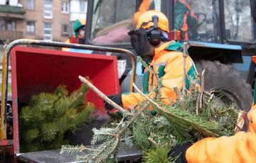 Утилизация новогодних елок: в Киеве будут работать пункты приема 